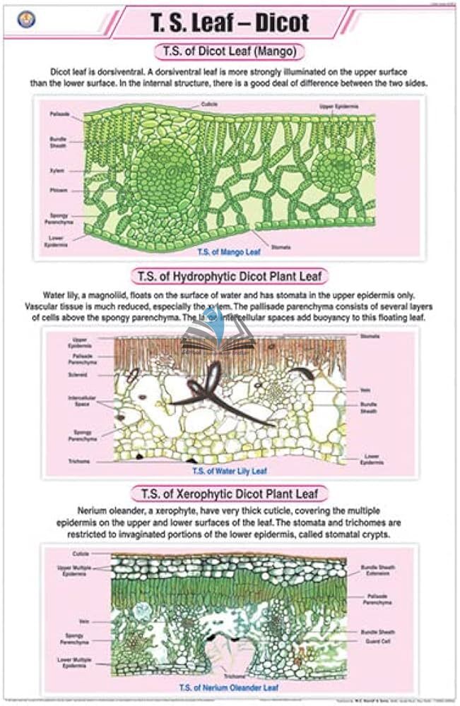 T.S. Leaf Dicot Chart